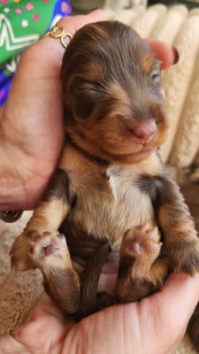 Les chiots de Teckel poil long