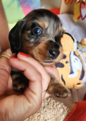 Les chiots de Teckel poil long