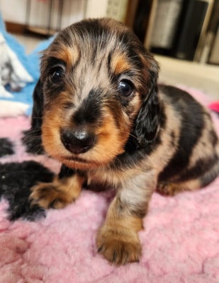 Les chiots de Teckel poil long