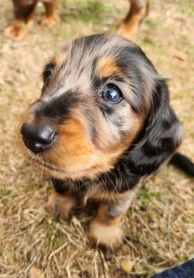 Les chiots de Teckel poil long