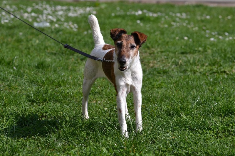 Publication : Fox de Leonalliath