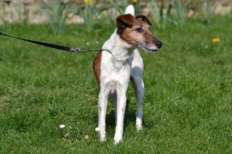 Publication : Fox de Leonalliath