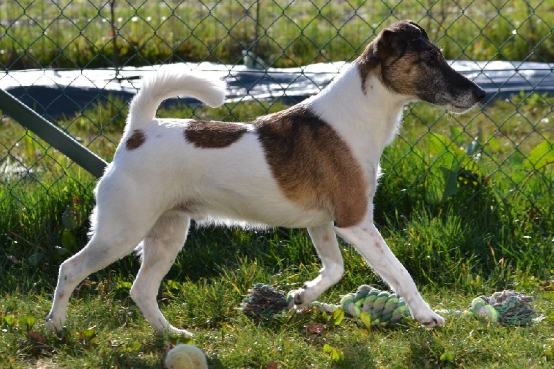 Publication : Fox de Leonalliath