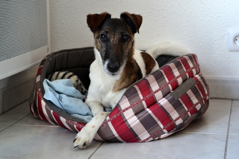 Publication : Fox de Leonalliath