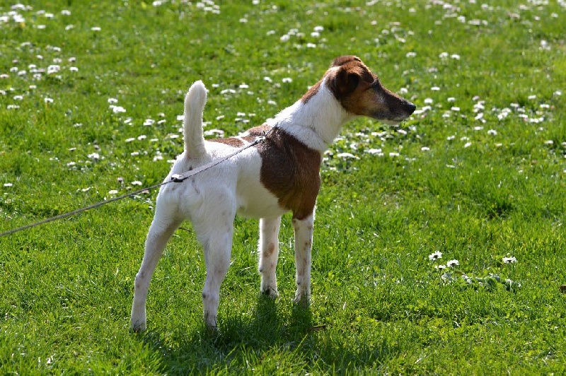 Publication : Fox de Leonalliath