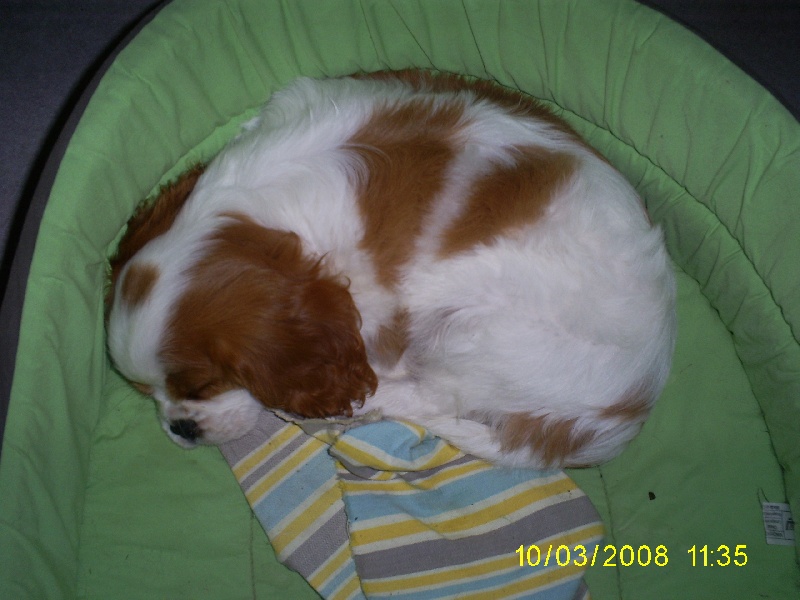 Publication : des Rompudes de Beauvoir Auteur : P .TARDIF