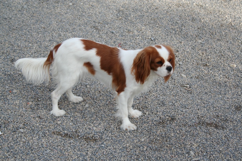 Publication : des Rompudes de Beauvoir Auteur : P .TARDIF