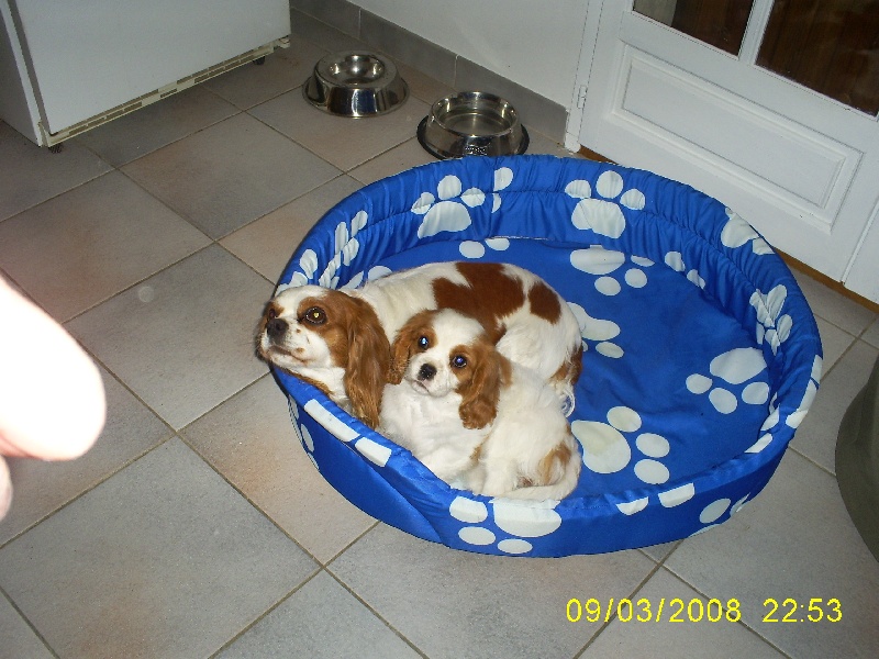 Publication : des Rompudes de Beauvoir Auteur : P .TARDIF