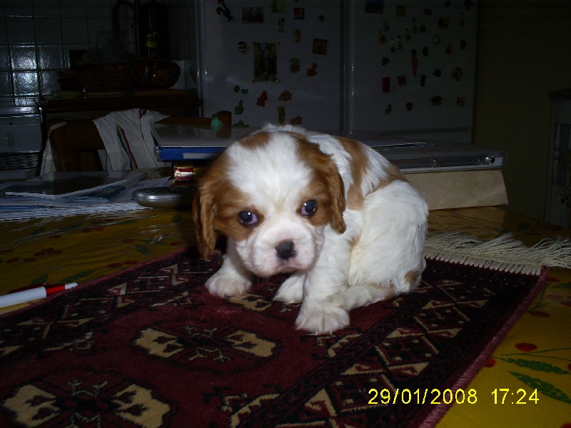 Publication : des Rompudes de Beauvoir Auteur : P .TARDIF