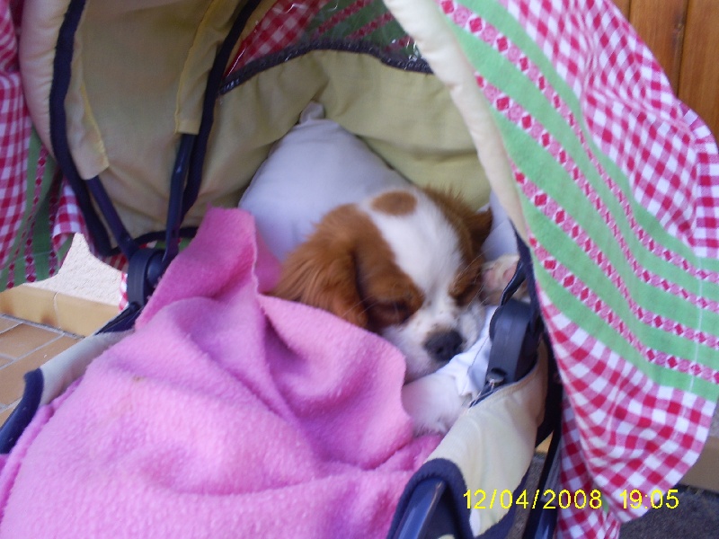 Publication : des Rompudes de Beauvoir Auteur : P .TARDIF