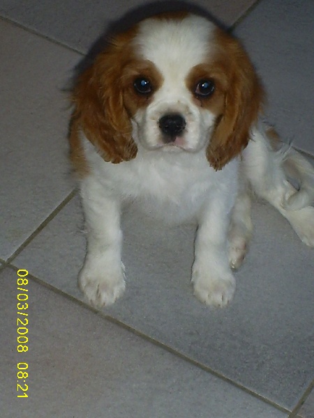 Publication : des Rompudes de Beauvoir Auteur : P .TARDIF