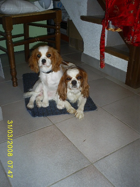 Publication : des Rompudes de Beauvoir Auteur : P .TARDIF