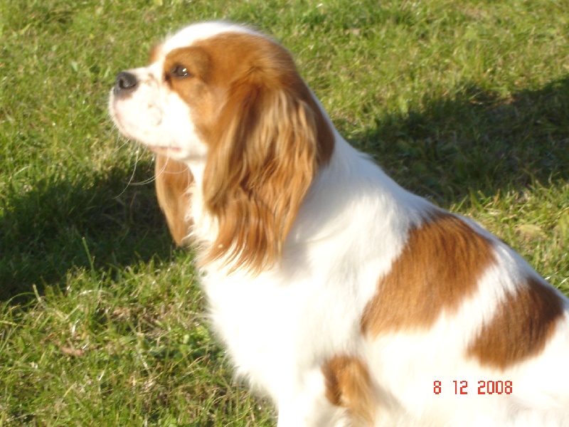 Publication : des Rompudes de Beauvoir Auteur : P .TARDIF