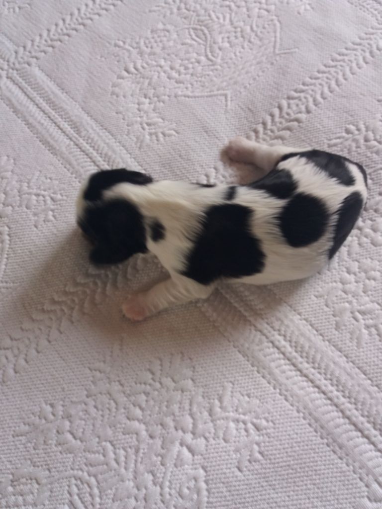 S .. - Cavalier King Charles Spaniel