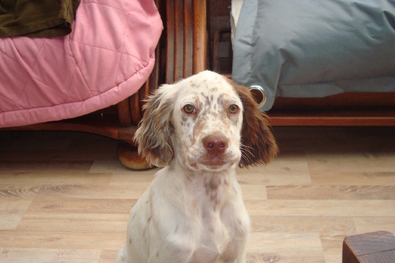 Gemme dite ginger du cragou