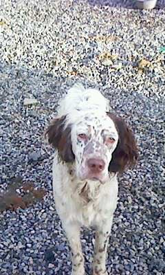 Gemme dite ginger du cragou
