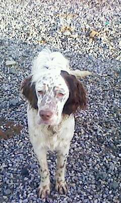 Gemme dite ginger du cragou