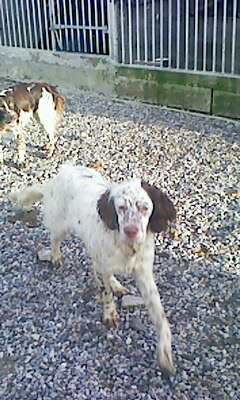 Gemme dite ginger du cragou