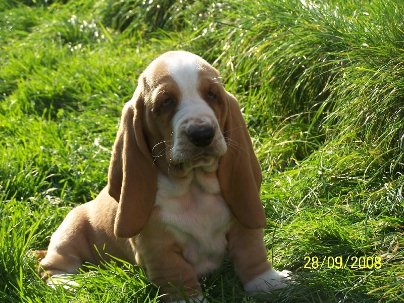 Délice de l'ange fidèle