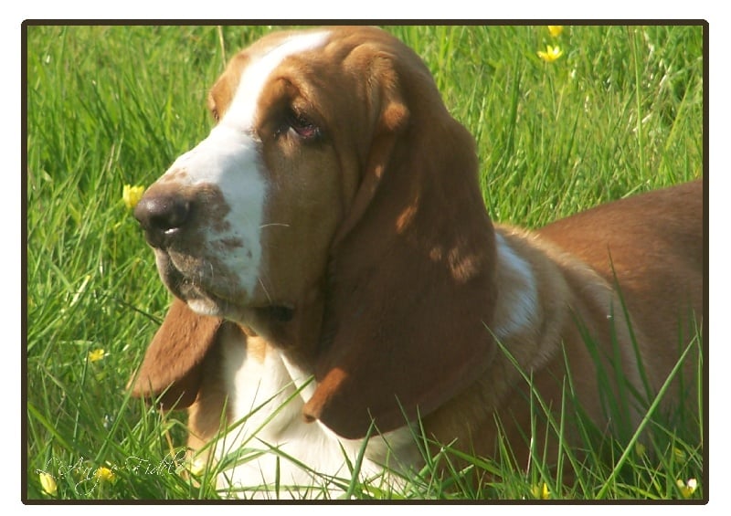 Délice de l'ange fidèle