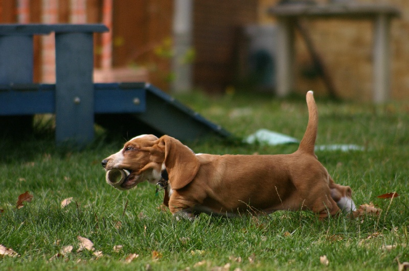 Délice de l'ange fidèle