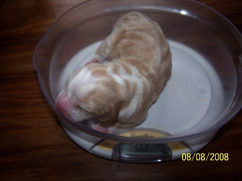 Délice de l'ange fidèle