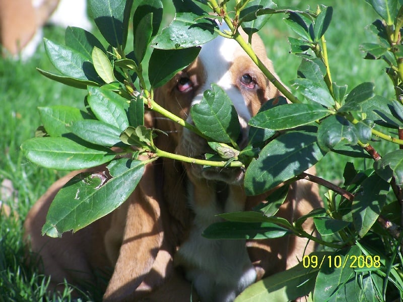 Délice de l'ange fidèle