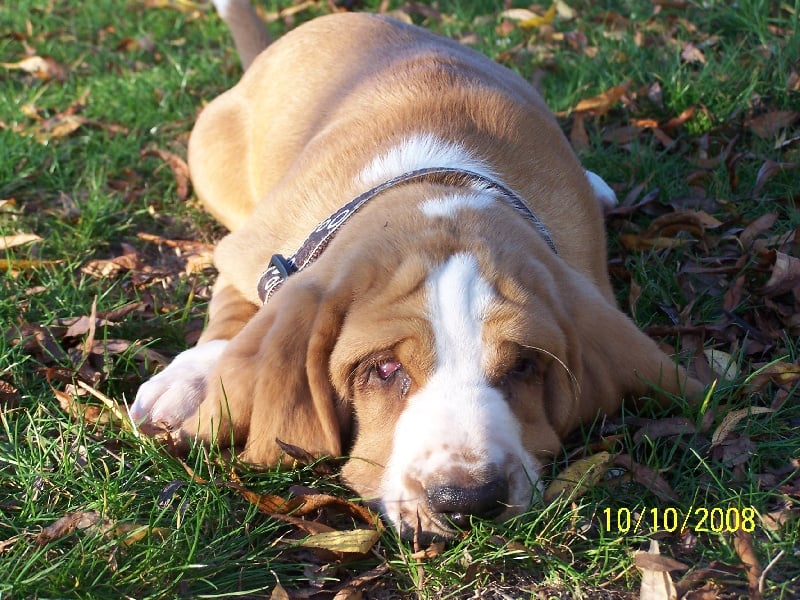 Délice de l'ange fidèle