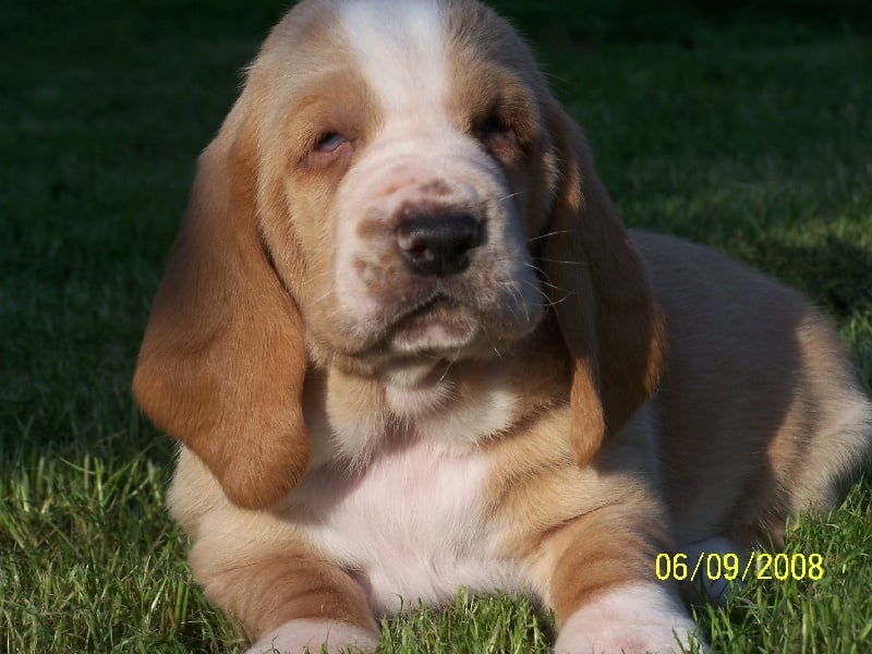 Délice de l'ange fidèle