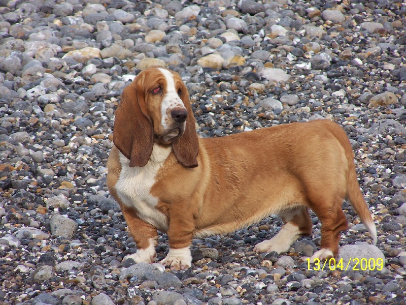 Délice de l'ange fidèle