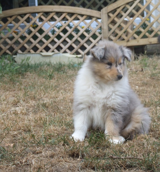 Flores lola de Comborcière