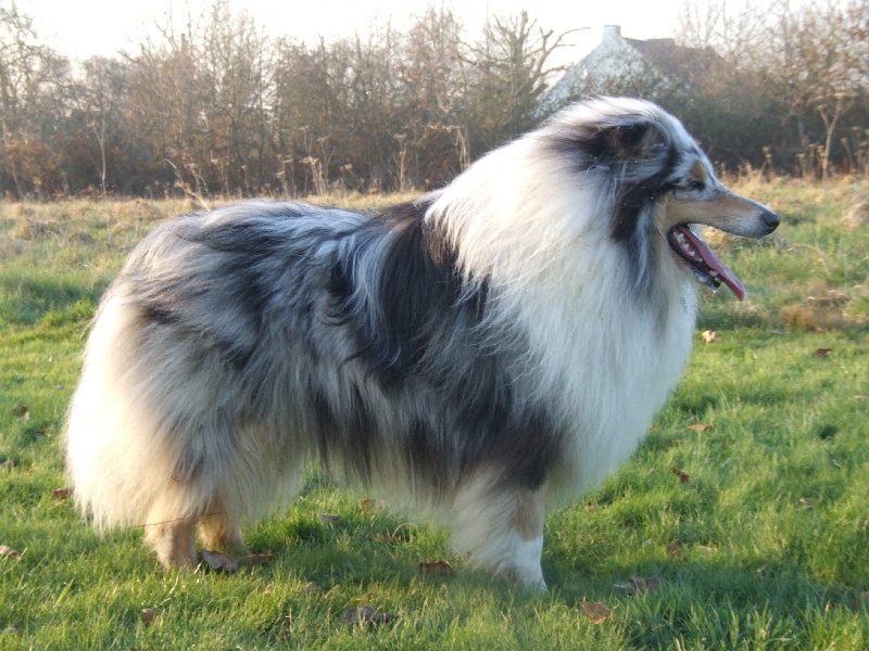 CH. Chanel silver swann de Comborcière