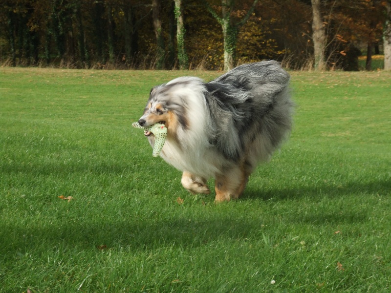 CH. Chanel silver swann de Comborcière