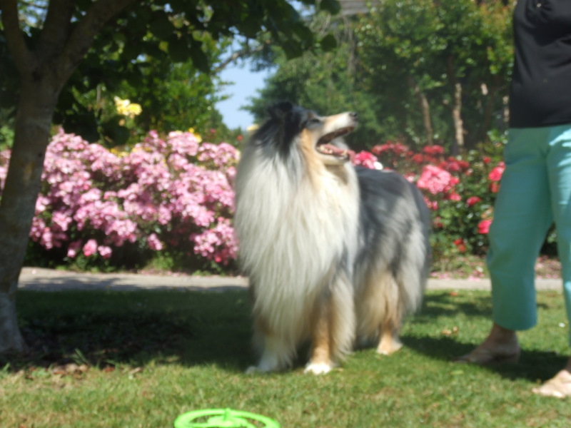 Publication : de Comborcière Auteur : Mireille Quirion ( 19-10-2010 )