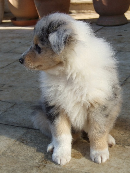 CH. Chanel silver swann de Comborcière