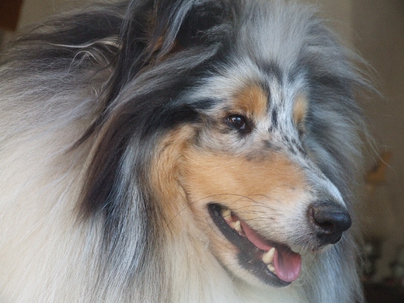 Publication : de Comborcière Auteur : Mireille Quirion ( 19-10-2010 )