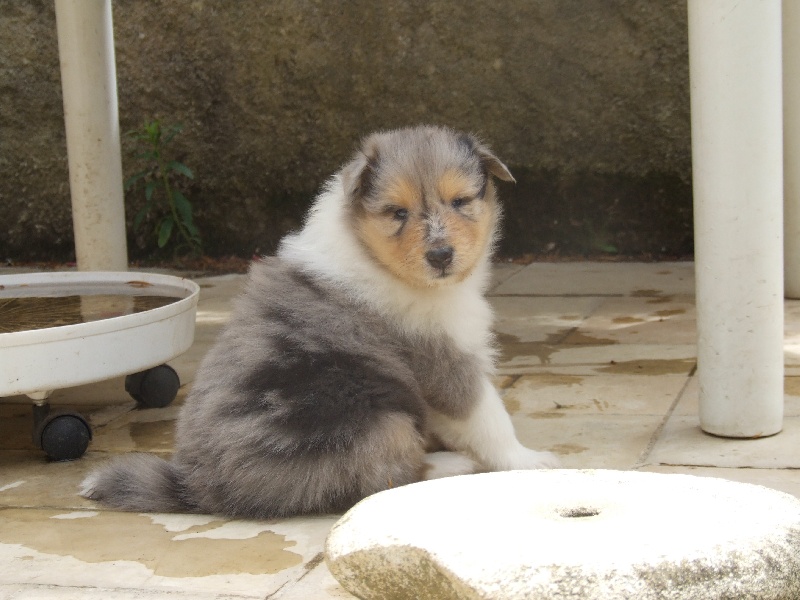 Flores lola de Comborcière