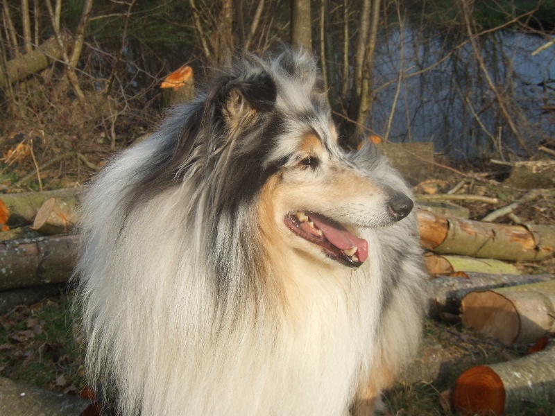 Publication : de Comborcière Auteur : Mireille Quirion ( 19-10-2010 )