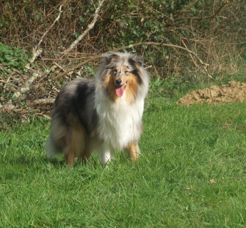 Flores lola de Comborcière