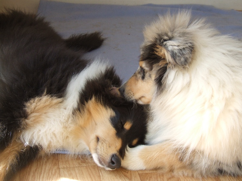 CH. Chanel silver swann de Comborcière