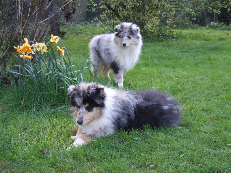 CH. Chanel silver swann de Comborcière