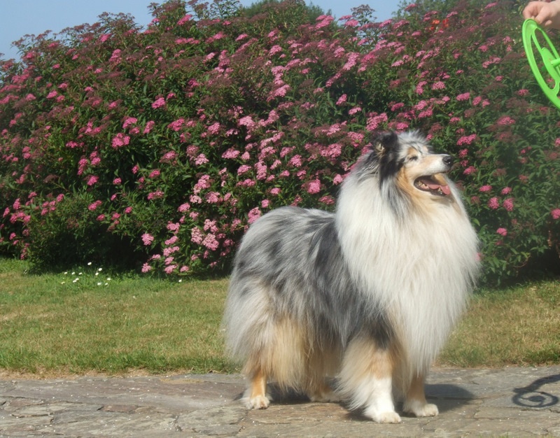 Publication : de Comborcière Auteur : Mireille Quirion ( 19-10-2010 )