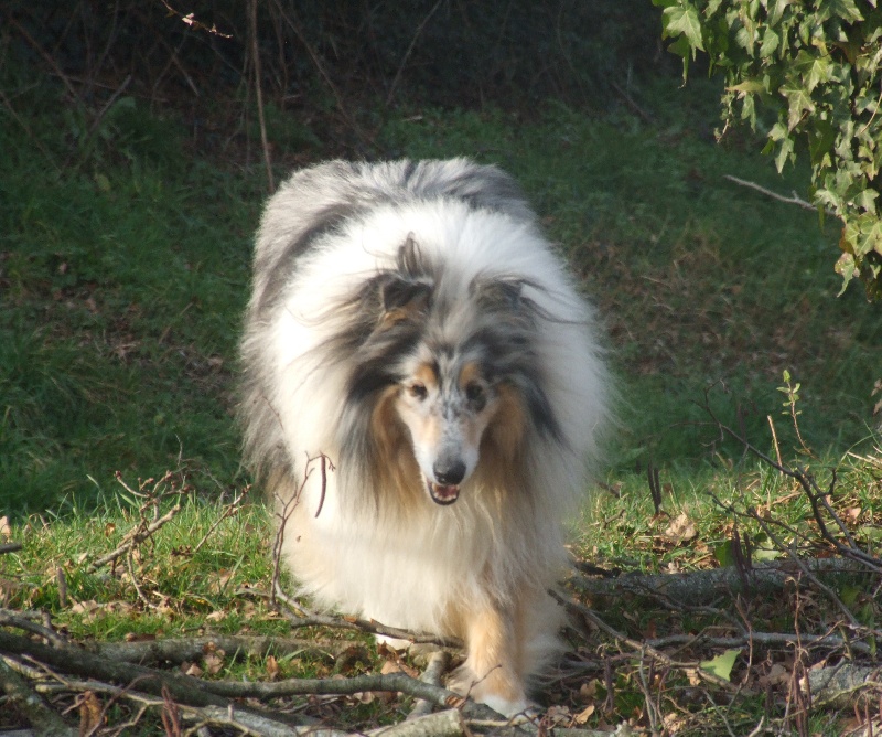 Publication : de Comborcière Auteur : Mireille Quirion ( 19-10-2010 )