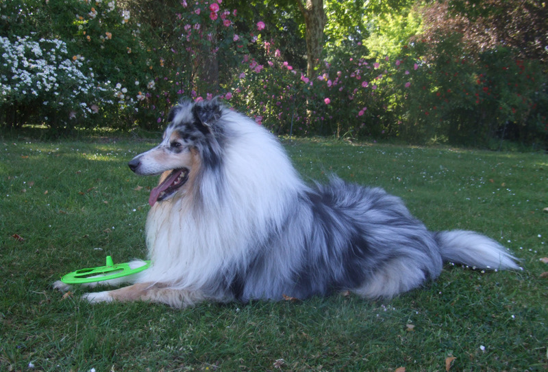 Publication : de Comborcière Auteur : Mireille Quirion ( 19-10-2010 )