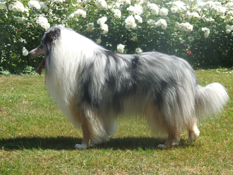 Publication : de Comborcière Auteur : Mireille Quirion ( 19-10-2010 )