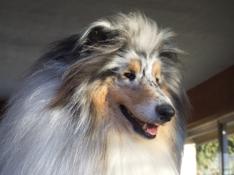 Publication : de Comborcière Auteur : Mireille Quirion ( 19-10-2010 )