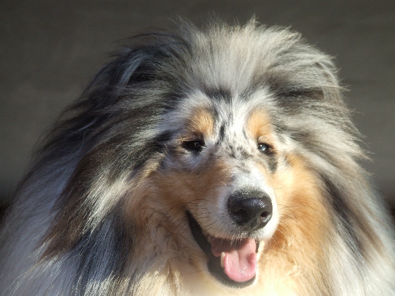 Publication : de Comborcière Auteur : Mireille Quirion ( 19-10-2010 )