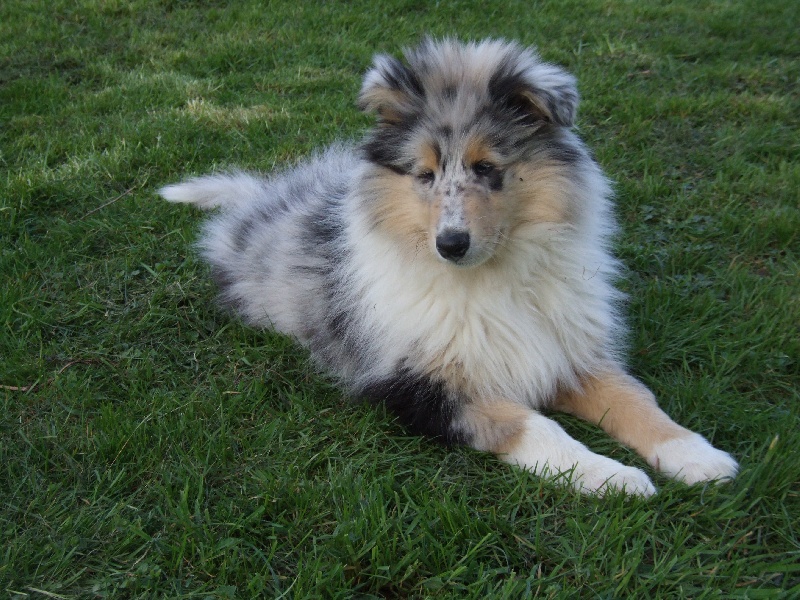 CH. Chanel silver swann de Comborcière