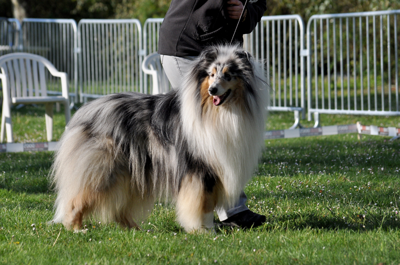 Publication : de Comborcière Auteur : Mireille Quirion ( 19-10-2010 )