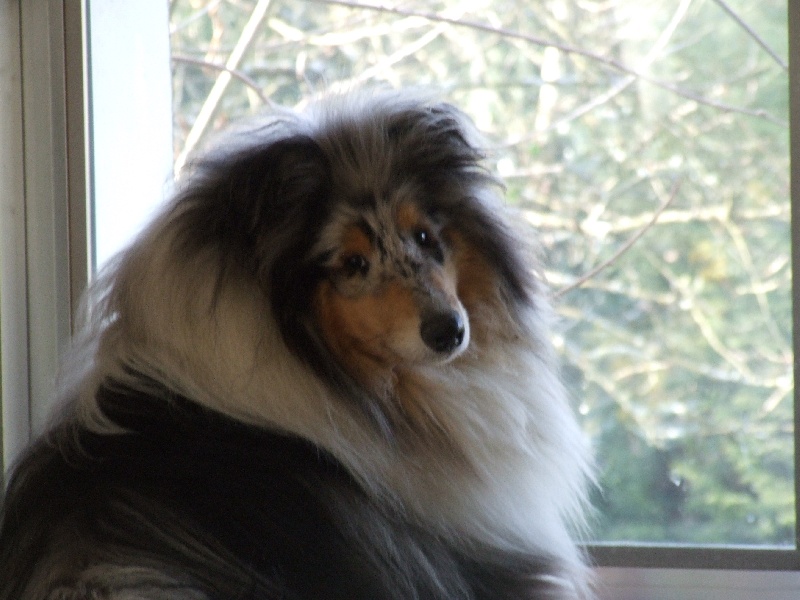 CH. Chanel silver swann de Comborcière